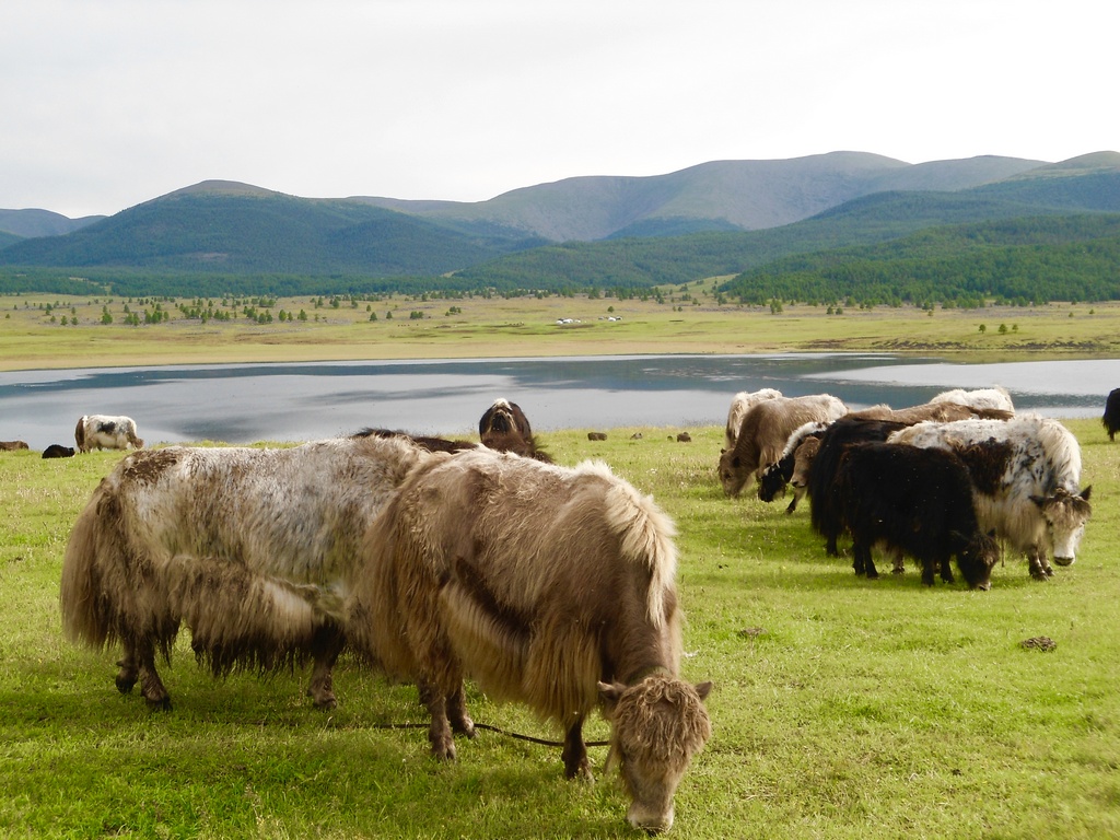 Steppes mongoles : troupeau de yaks