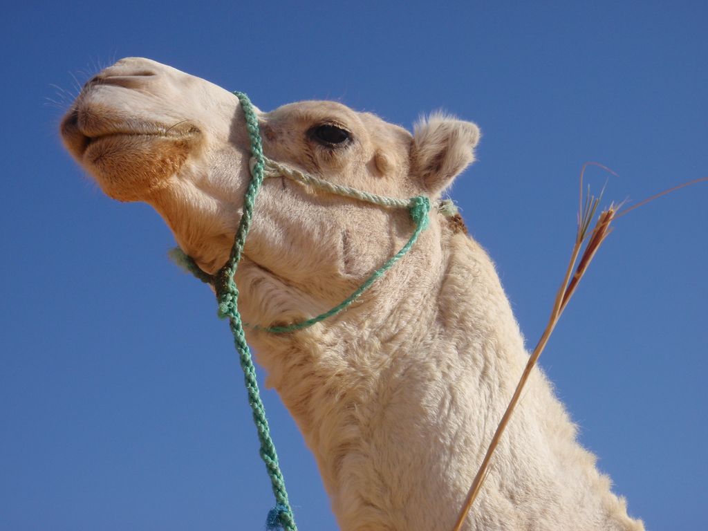 Le désert tunisien