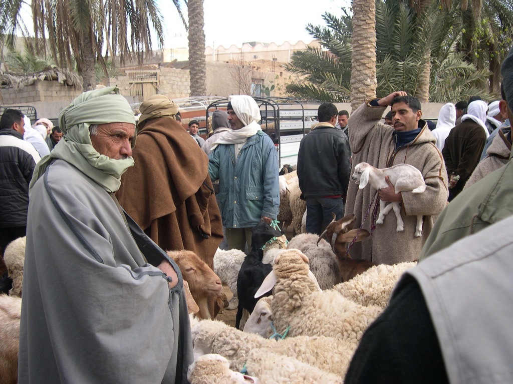 Sud tunisien : Douz et son marché aux animaux le jeudi