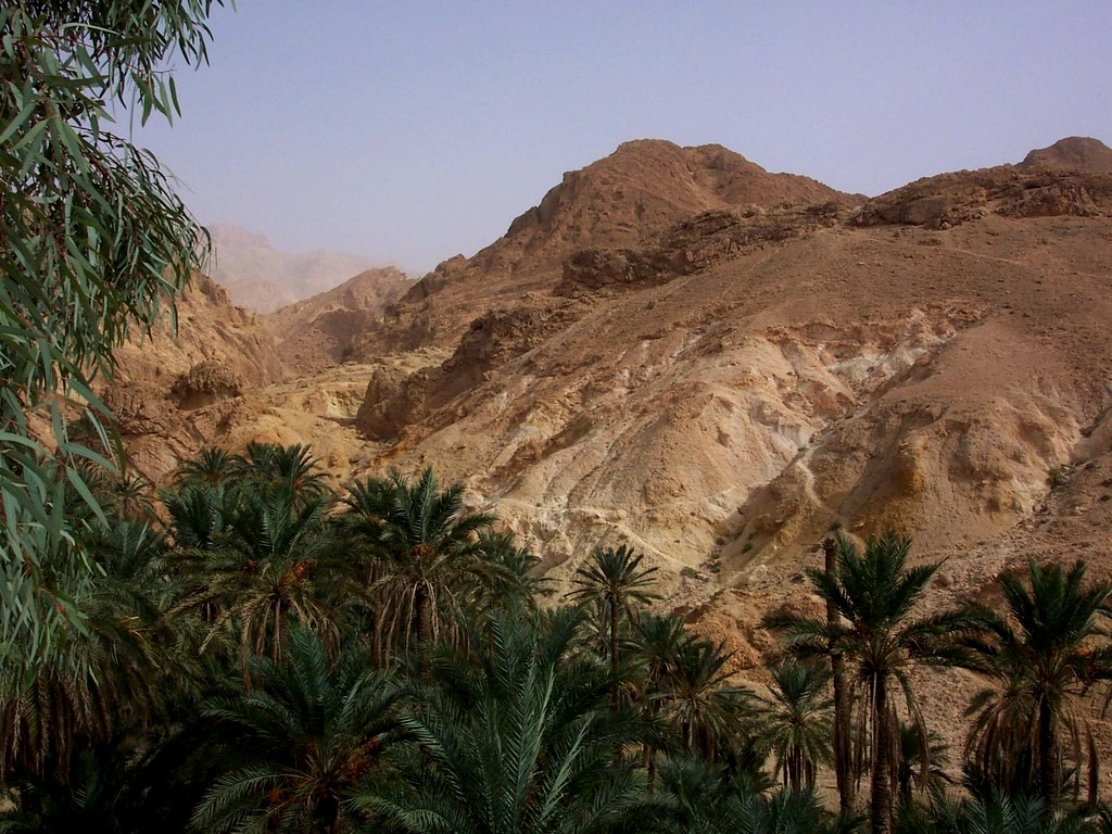 Sud tunisien : oasis de Chebika