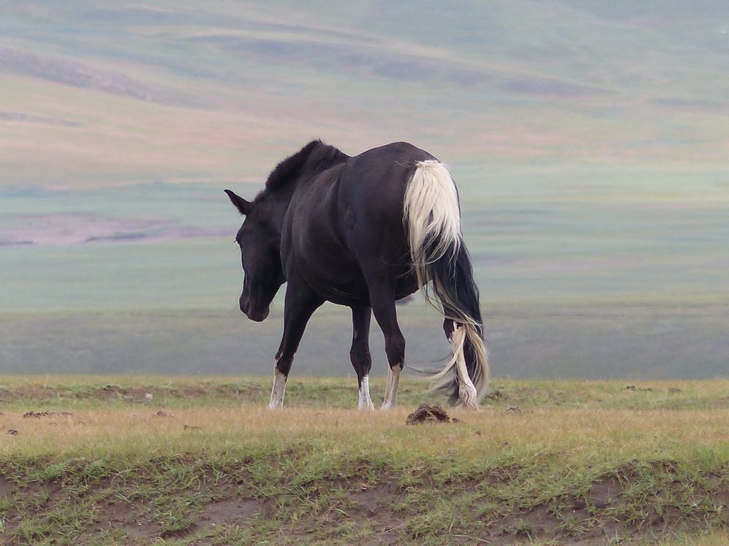 Le peuple mongol : le cheval, indissociable de la vie des nomades dans les steppes mongoles