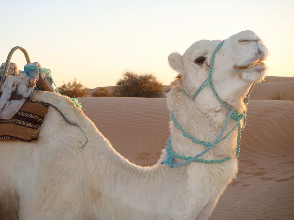 Sahara tunisien