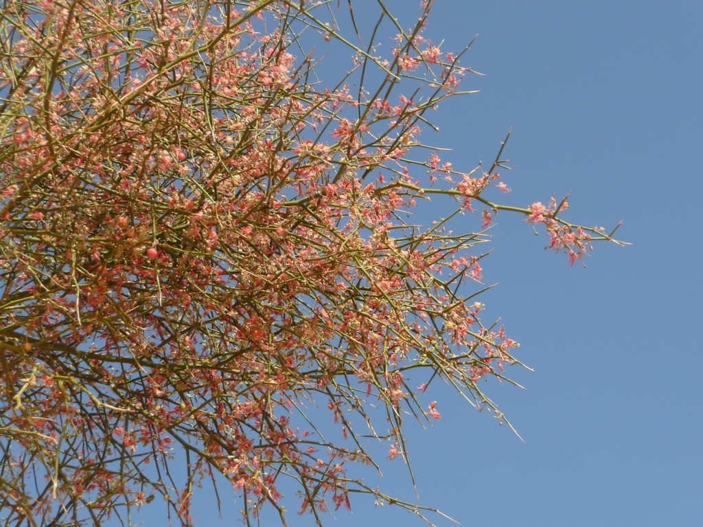 Récit de voyage dans le désert : un acacia en fleurs dans le désert de Mauritanie