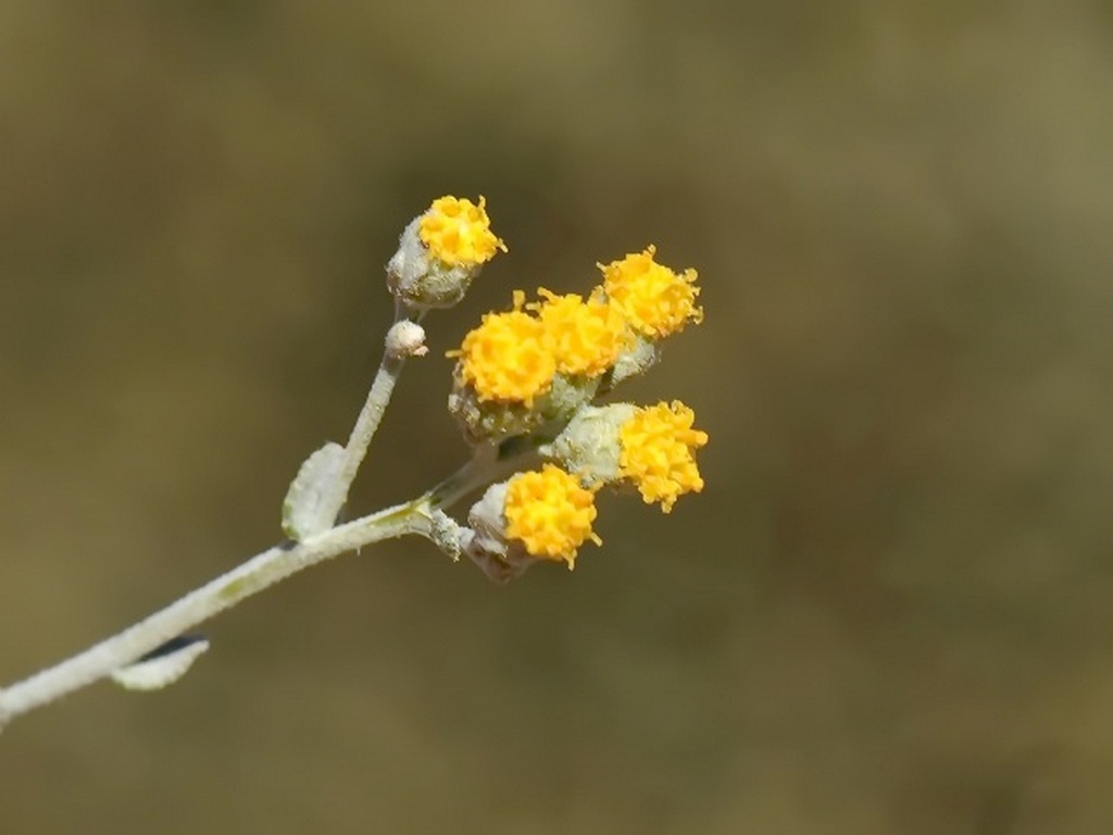 Achillea fragrantissima plante médicinale du Sina¨dans les hautes montagnes du Mont Sinaï