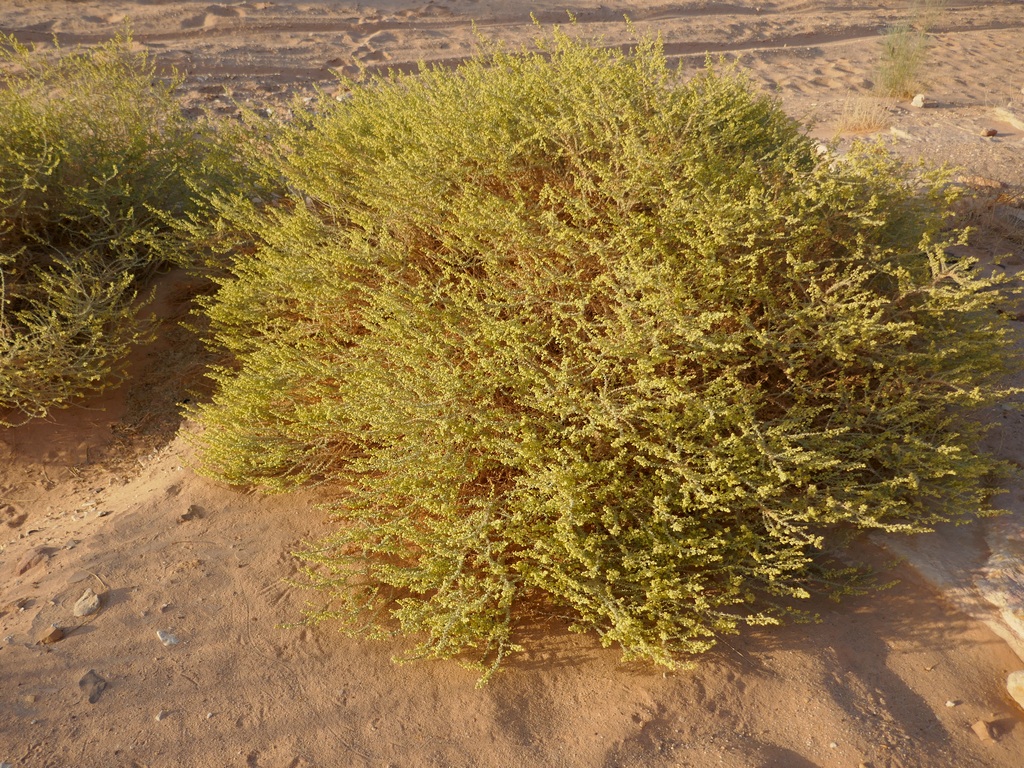Artemisia judaica, plante médicinale du Sinaï dans le désert de grès du Sinaï