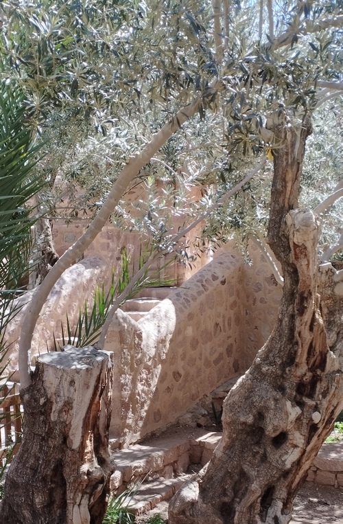 Le monastère de Sainte Catherine joue un rôle fondamental dans la conservation du savoir botanique et médicinal du Sinaï.