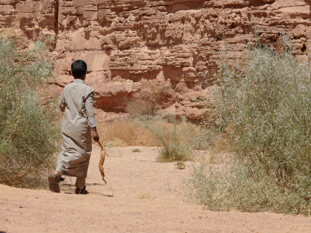Les Bédouins, gardiens d'un savoir traditionnel, ont une parfaite connaissance des plantes médicinales du Sinaï