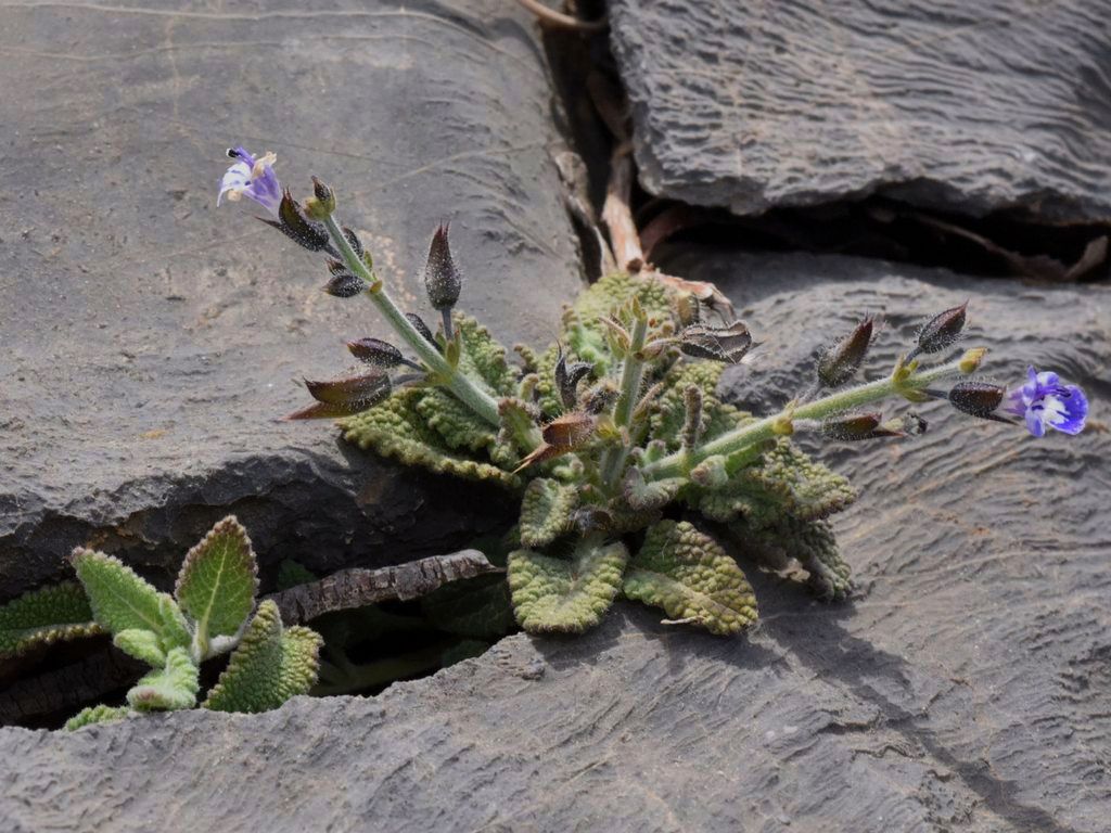 Salvia aegyptiaca, plantes médicinales au pied du Mont Sinaï
