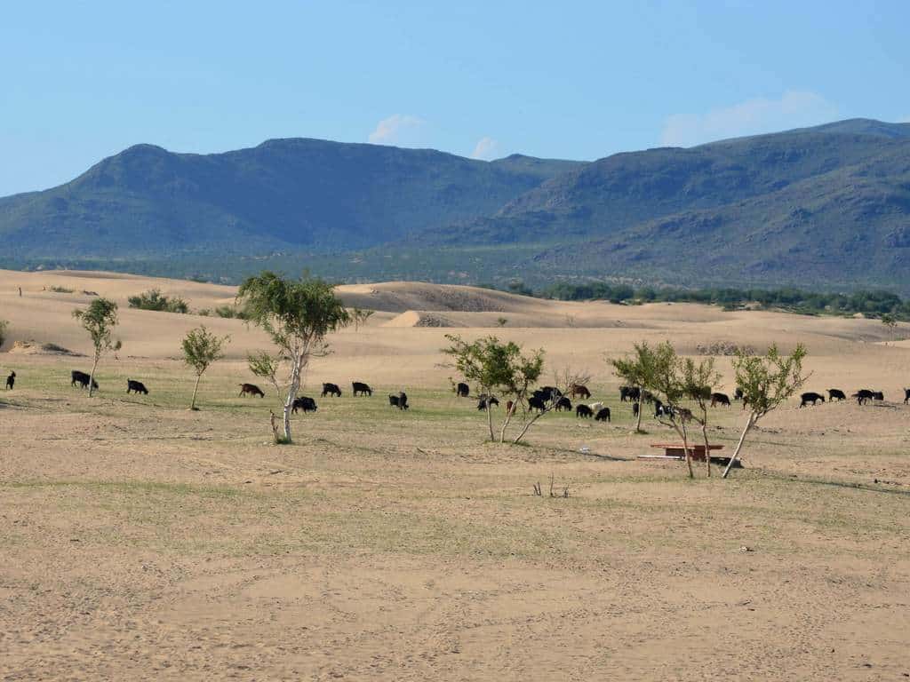 À la Découverte du Petit Gobi