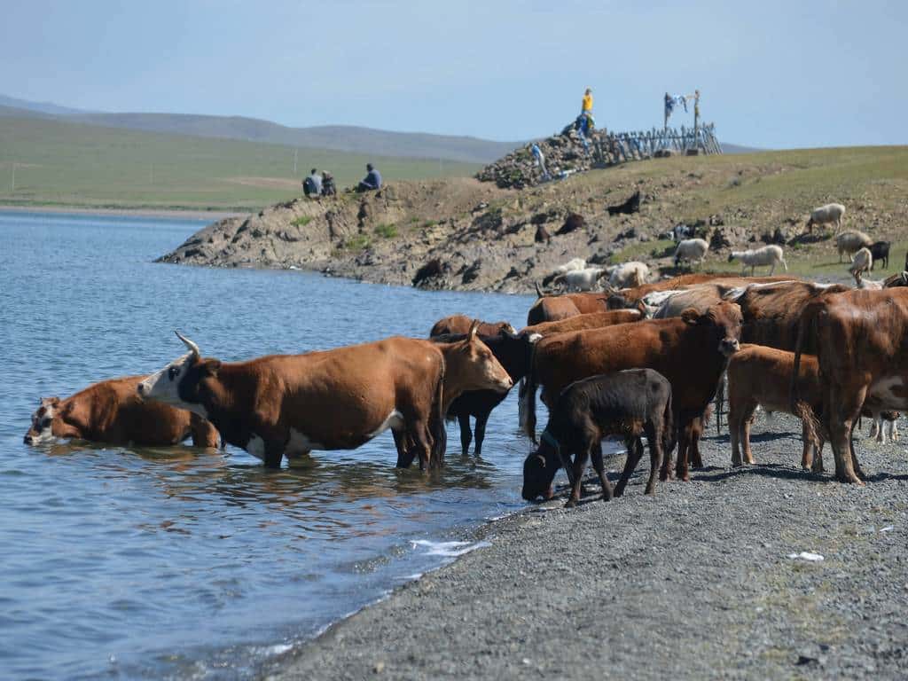 Détente au lac Ogii Nuur